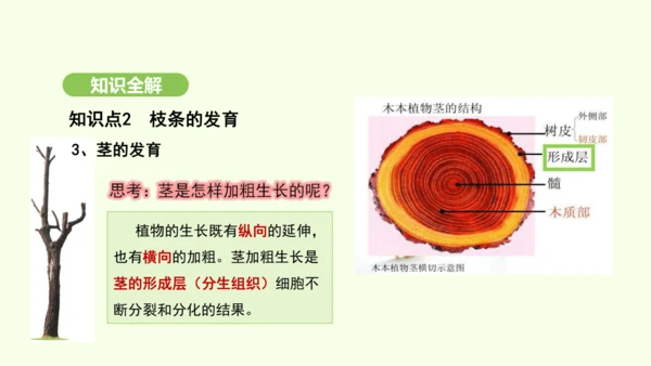 第三单元-第一章-第二节-植株的生长课件-2024-2025学年七年级生物下学期人教版(2024)(