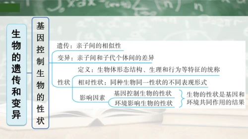 第2章 生物的遗传与变异（复习课件）-八年级生物下册章末知识总结 检测卷（人教版）(共19张PPT)