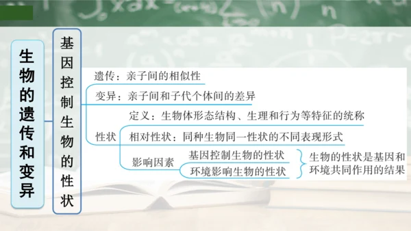 第2章 生物的遗传与变异（复习课件）-八年级生物下册章末知识总结 检测卷（人教版）(共19张PPT)