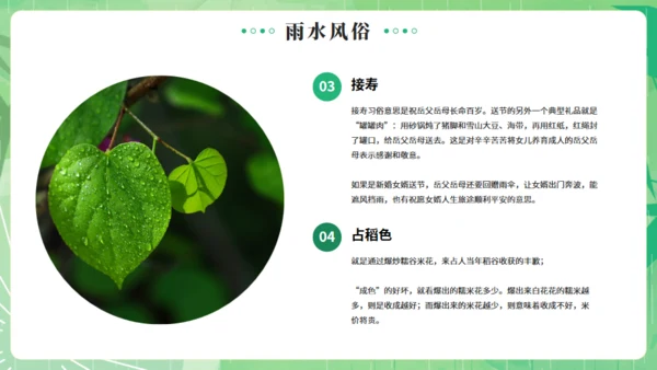 雨水节气燕子元素通用PPT绿色模板