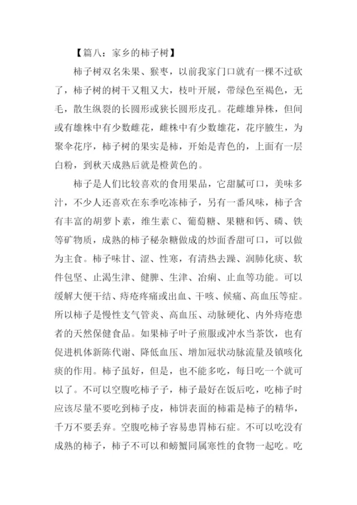 家乡的柿子树作文.docx