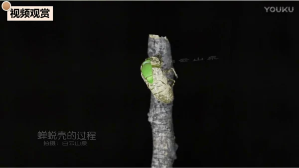 21《蝉》课件