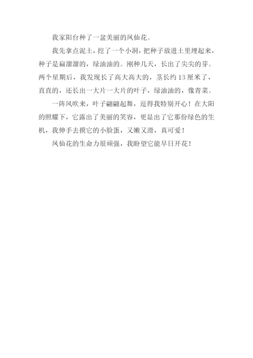 美丽的凤仙花作文200字.docx