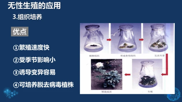 人教版生物学八年级下册 第七单元 第一章 生物的生殖和发育 第1节 植物的生殖 课件