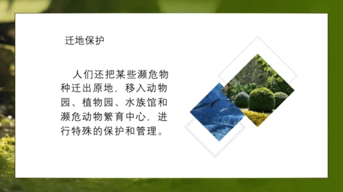 人教版生物八年级上册6.3《保护生物的多样性》课件(共27张PPT)