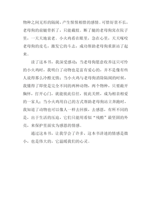 小火鸡与狗妈妈读后感500字.docx