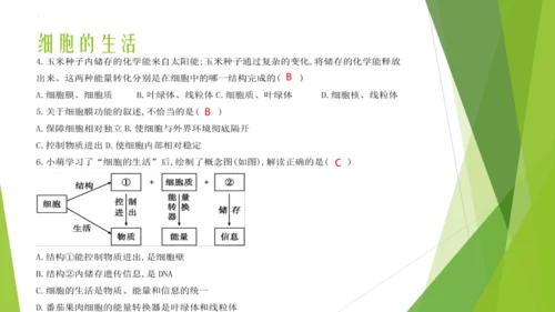 人教版生物七年级上册期中复习课件(共19张PPT)