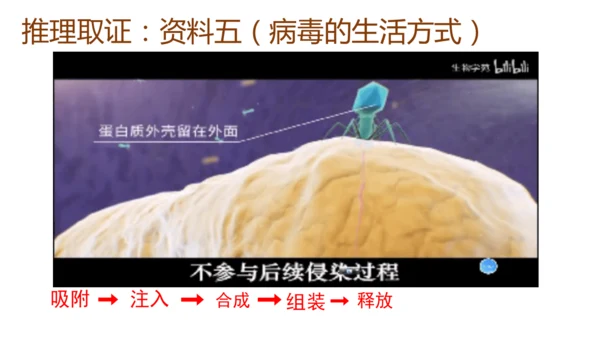 人教版生物八年级上册5.5《病毒》（课件）(共30张PPT)+视频素材